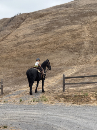 HorseID: 2318958 Zoekresultaten - PhotoID: 1106187