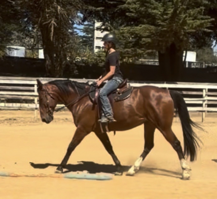 HorseID: 2318959 Theo - PhotoID: 1106189