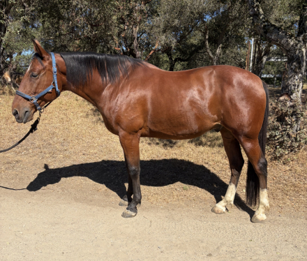 HorseID: 2318959 Theo - PhotoID: 1106190