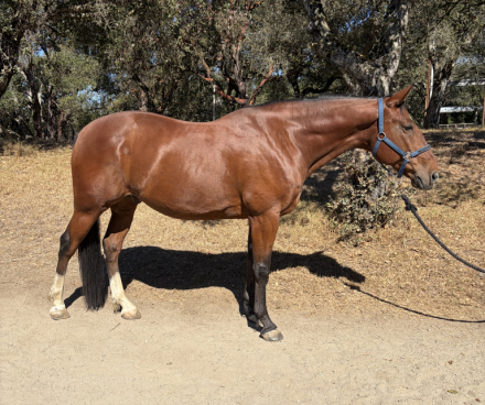 HorseID: 2318959 Theo - PhotoID: 1106191