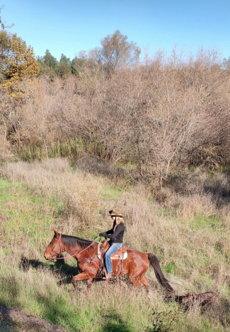 HorseID: 2318959 Theo - PhotoID: 1106189
