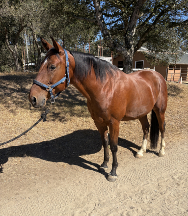 HorseID: 2318959 Theo - PhotoID: 1106190