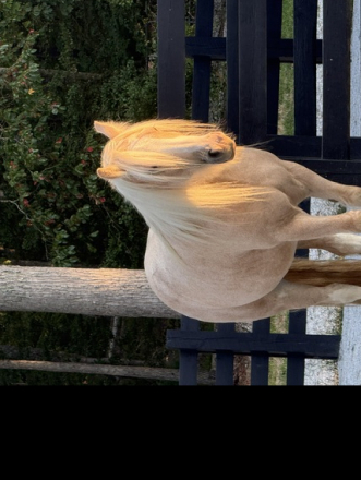 HorseID: 2318962 BRG Lucky's Gold Strike - PhotoID: 1106193
