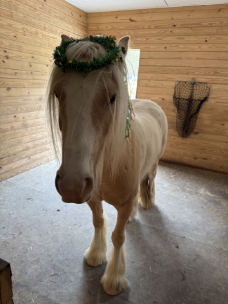 HorseID: 2318962 BRG Lucky's Gold Strike - PhotoID: 1106194