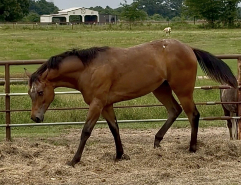 HorseID: 2318964 Ima pistol Pak n Annie - PhotoID: 1106196