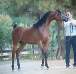 HorseID: 2318966 Wingates Legend - PhotoID: 1106198