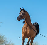 HorseID: 2318966 Wingates Legend - PhotoID: 1106199