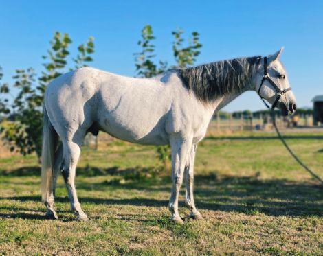HorseID: 2318968 Joe Smudge - PhotoID: 1106392