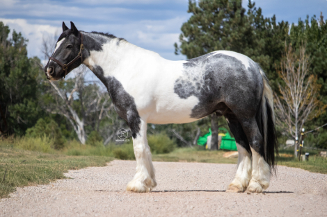 HorseID: 2318969 HSF Sapphires Bombay of Whiskey - PhotoID: 1106206