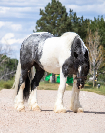 HorseID: 2318969 HSF Sapphires Bombay of Whiskey - PhotoID: 1106207