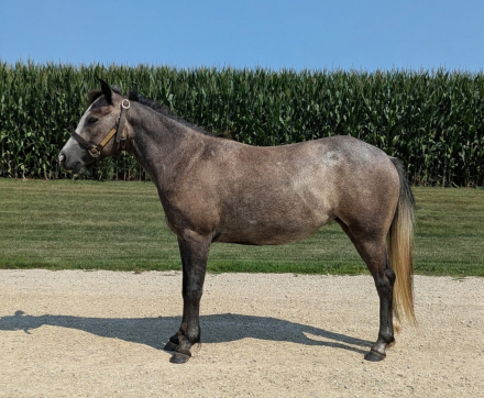 HorseID: 2318975 Lily - PhotoID: 1106214