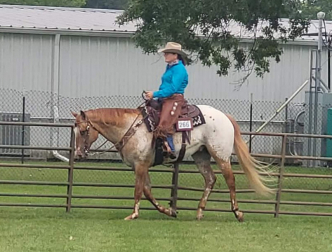 HorseID: 2318976 Cruizin Fora Blue - PhotoID: 1106215