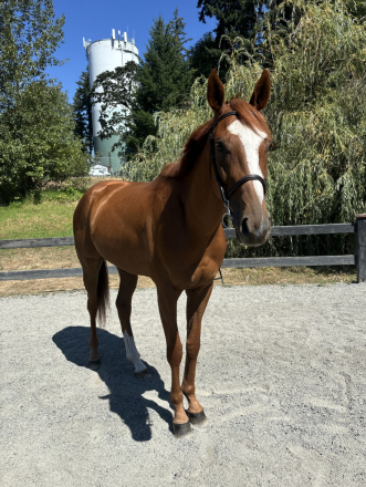 HorseID: 2318982 Wabi Sabi - PhotoID: 1106221