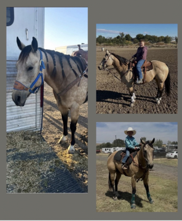 HorseID: 2318987 Coins French Charge - PhotoID: 1106222
