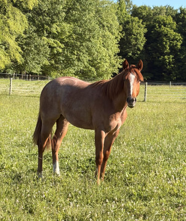 HorseID: 2318991 Kissed By The Best - PhotoID: 1106235