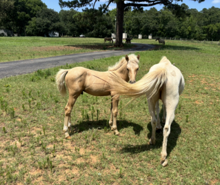 HorseID: 2318992 Ramblin Rose Golden Comet - PhotoID: 1106234