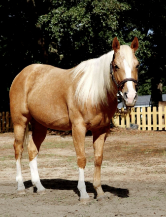 HorseID: 2318999 Archie - PhotoID: 1106238