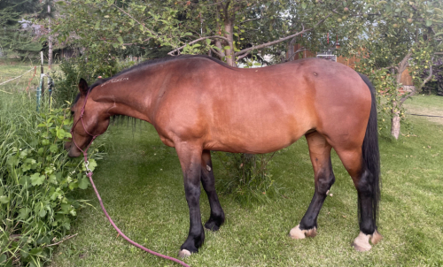 HorseID: 2319000 Gem - PhotoID: 1106244