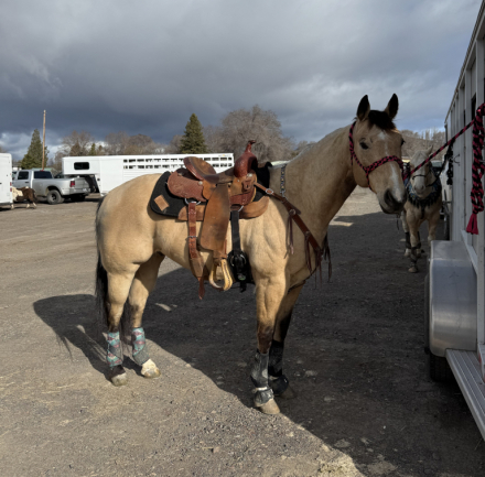 HorseID: 2319002 Freckles Hot Peppy - PhotoID: 1106242