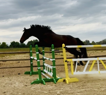 HorseID: 2319004 Highest Bid (Swagger) - PhotoID: 1106246
