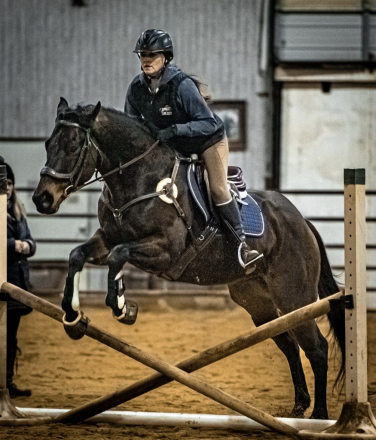 HorseID: 2319004 Highest Bid (Swagger) - PhotoID: 1106247