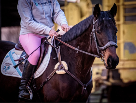 HorseID: 2319004 Highest Bid (Swagger) - PhotoID: 1106248