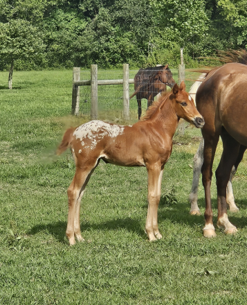 HorseID: 2319010 Registered name pending - PhotoID: 1106249
