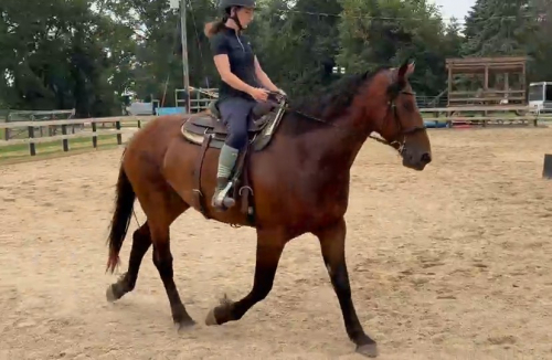 HorseID: 2319014 Roo - PhotoID: 1106251