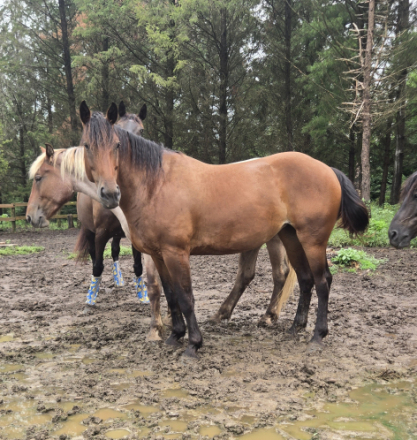 HorseID: 2319014 Roo - PhotoID: 1106252