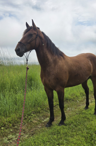 HorseID: 2319014 Roo - PhotoID: 1106253