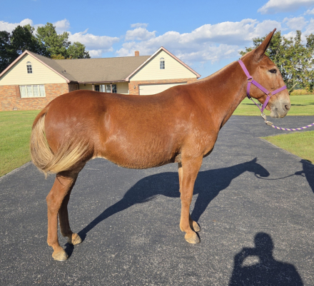 HorseID: 2319016 Red - PhotoID: 1106260