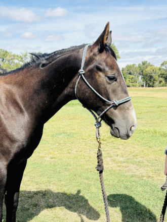 HorseID: 2319017 Driftwoods King Amos - PhotoID: 1106257