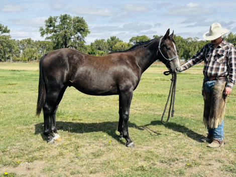 HorseID: 2319017 Driftwoods King Amos - PhotoID: 1106258