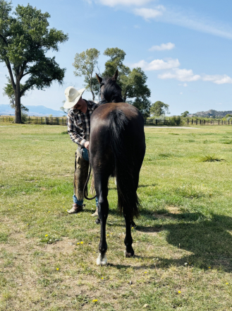 HorseID: 2319017 Driftwoods King Amos - PhotoID: 1106259
