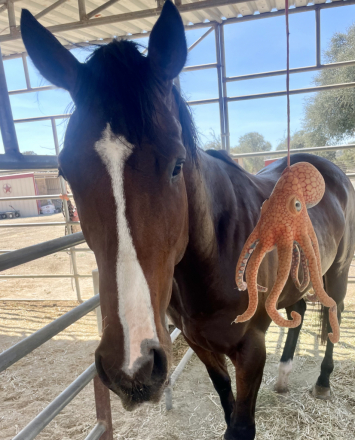 HorseID: 2319021 Huckleberry - PhotoID: 1106263