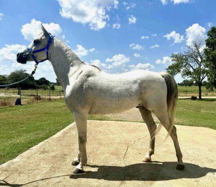 HorseID: 2319024 SALE PENDING King Pharoah - PhotoID: 1106268