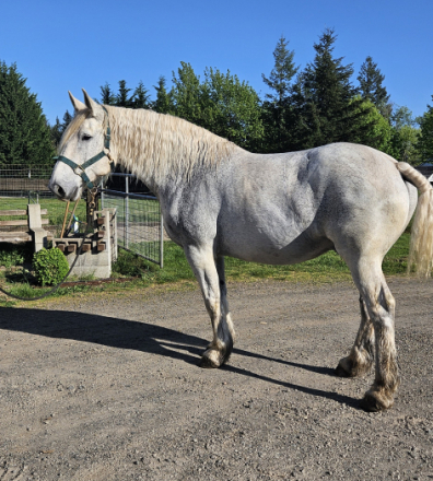 HorseID: 2319030 Sir Wallace - PhotoID: 1106271