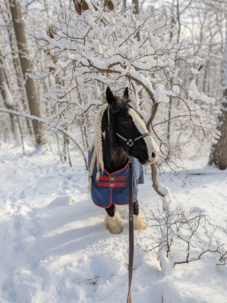 HorseID: 2319039 Jesse James - PhotoID: 1106281