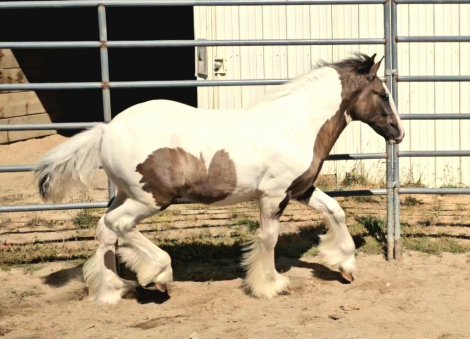 HorseID: 2319042 Blue Ribbon Mister Electric Blue - PhotoID: 1106284