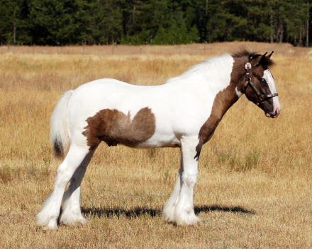 HorseID: 2319042 Blue Ribbon Mister Electric Blue - PhotoID: 1106285