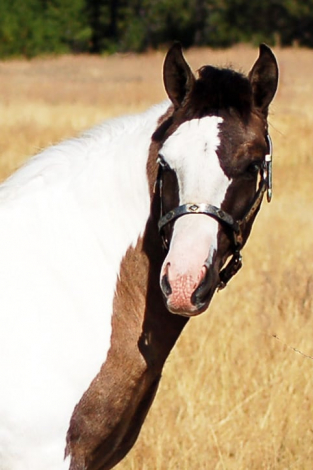 HorseID: 2319042 Blue Ribbon Mister Electric Blue - PhotoID: 1106286