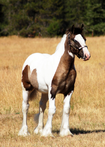 HorseID: 2319042 Blue Ribbon Mister Electric Blue - PhotoID: 1106287
