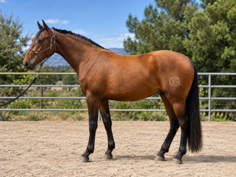 HorseID: 2319047 Pacifico KR - PhotoID: 1106292