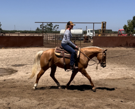 HorseID: 2319048 Suns Tupelo Honey - PhotoID: 1106288