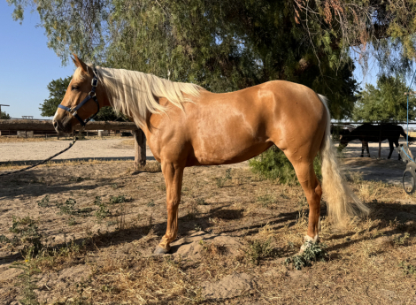 HorseID: 2319048 Suns Tupelo Honey - PhotoID: 1106289