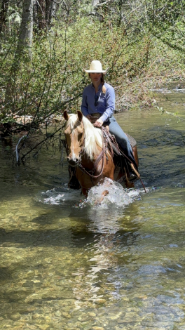 HorseID: 2319048 Suns Tupelo Honey - PhotoID: 1106290