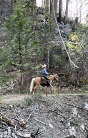 HorseID: 2319048 Suns Tupelo Honey - PhotoID: 1106291