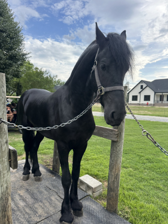 HorseID: 2319055 Antonis van prairie wind - PhotoID: 1106296