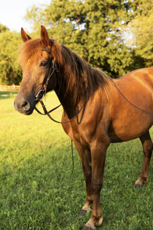 Morgan (Morgan, Mare) in Byron Center, MI