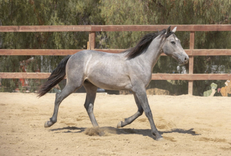 HorseID: 2319059 Gately’s Gin Martini - PhotoID: 1106299